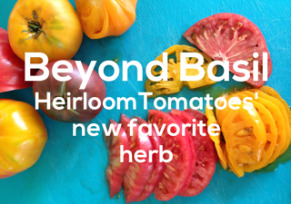 beyond-basil.png