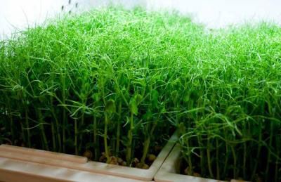 Indoor Garden