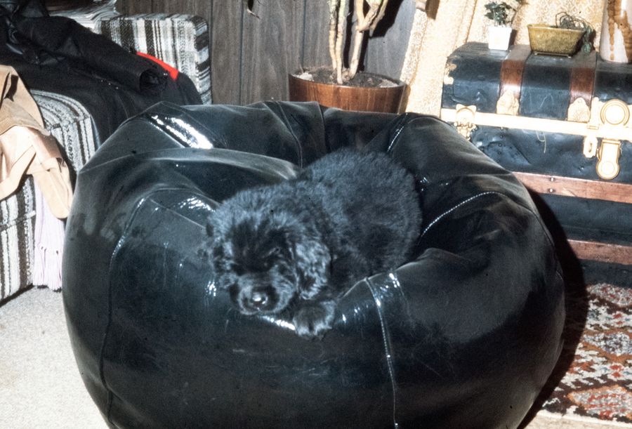 Puppy 01