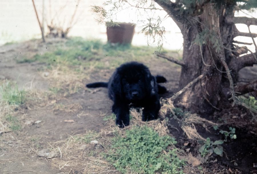 Puppy 02