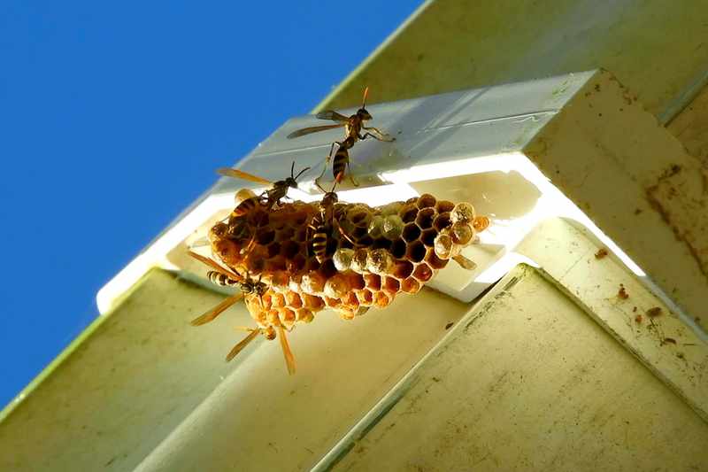Bee & Scorpion Treatments