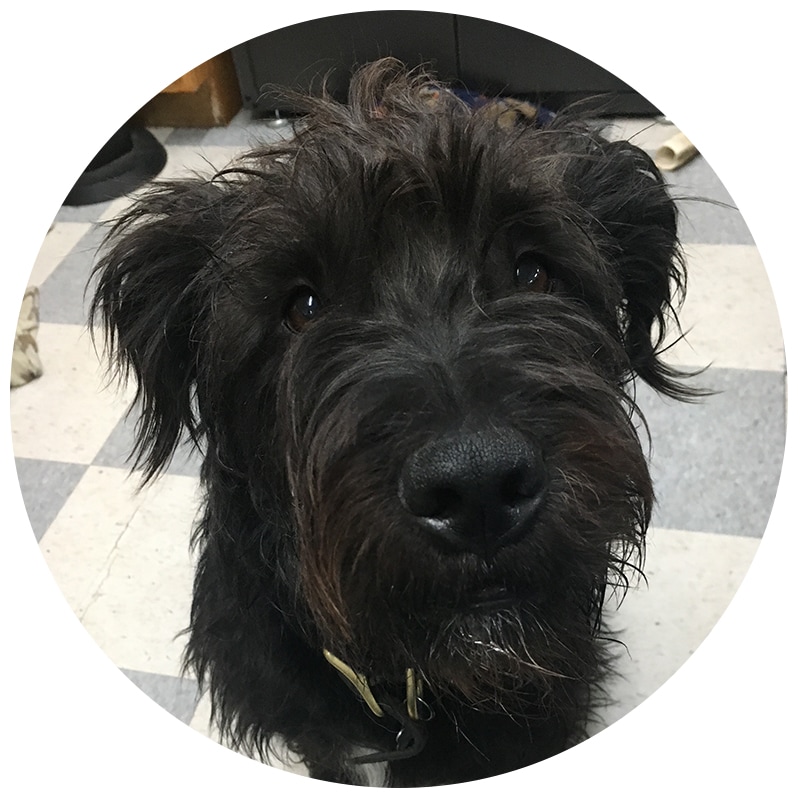Dog Photo