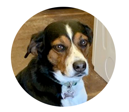Picture of Dog