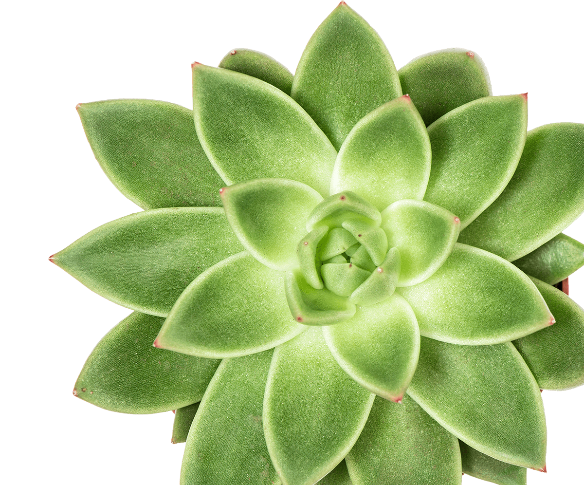 Swiss Cheese Leaf