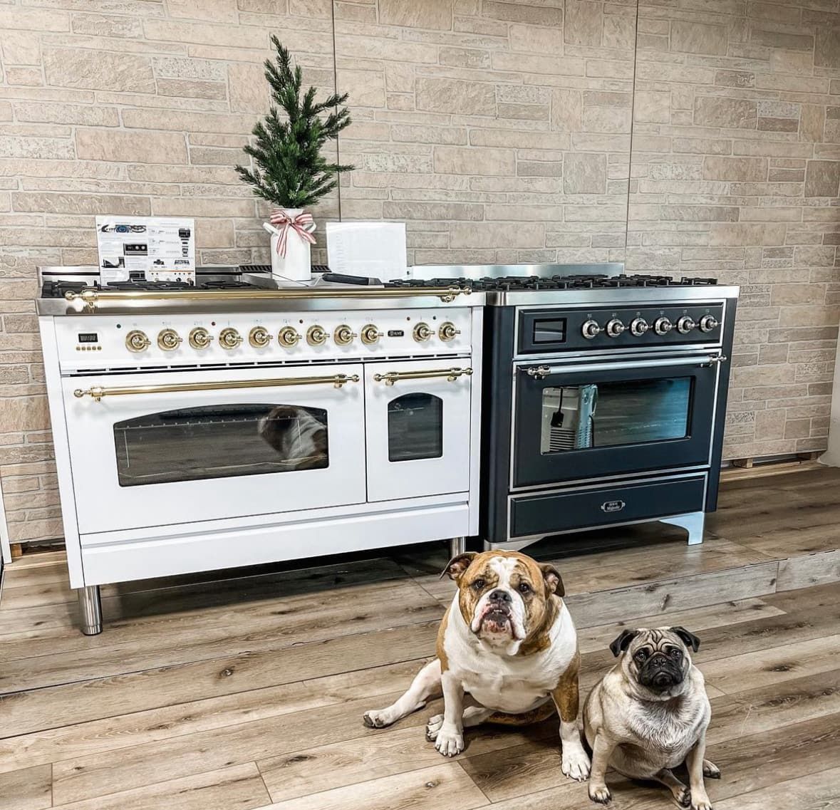 Meet Sadie & Duke, our Shop Mascot and Delivery Assistants!