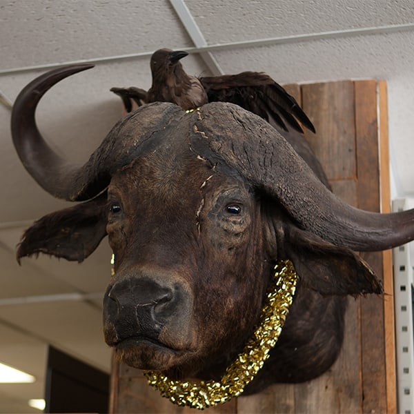 The Buffalo