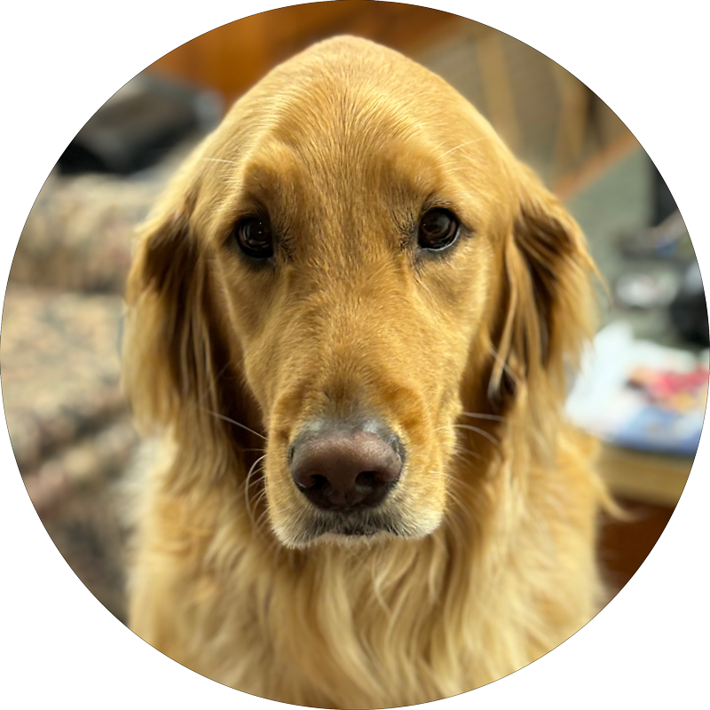 Office Dog Max