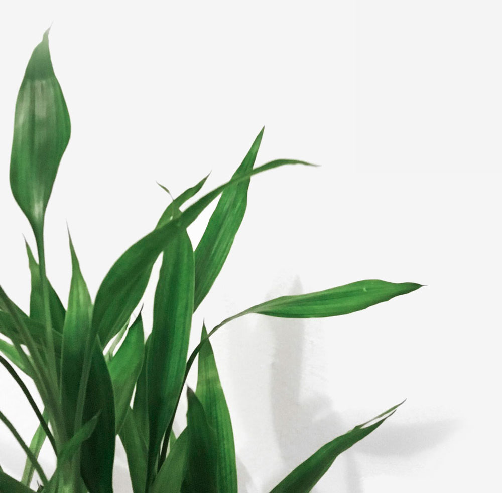 Plant leaves