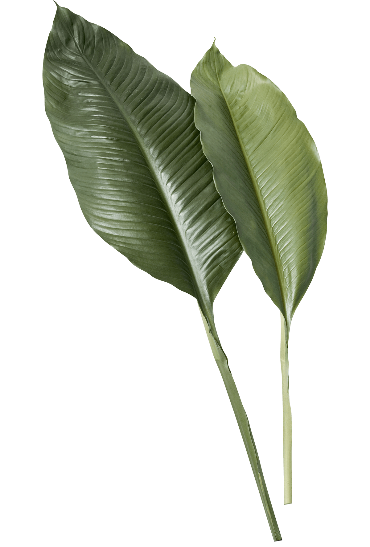 2 Leaves