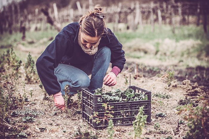 Five Ways to Store Your Winter Produce from Your Garden