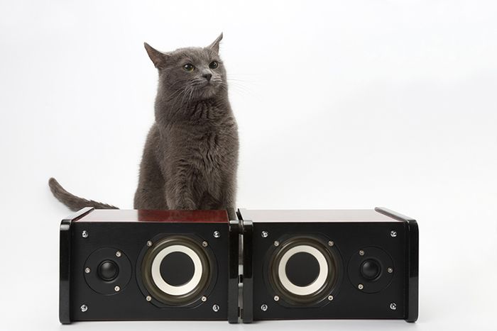 Love Your Speakers? Got a Cat? Here's How to Get Your Cat to Stop Scratching Your Audio Speakers